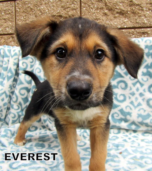 Everest (Puppy)