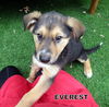 Everest (Puppy)