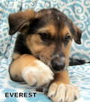 Everest (Puppy)