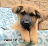 Rainier (Puppy)