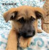 Rainier (Puppy)