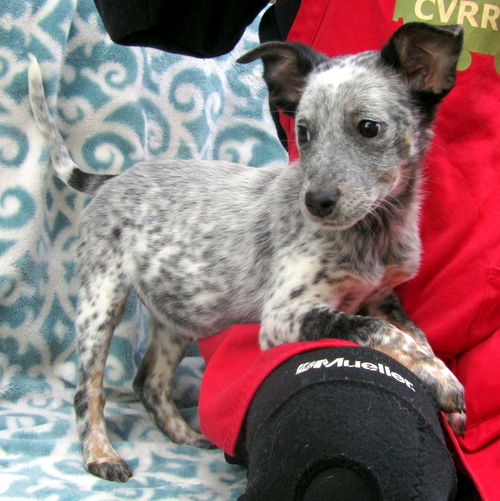 Domino (Puppy)