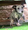 Domino (Puppy)