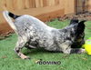 Domino (Puppy)
