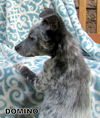 Domino (Puppy)
