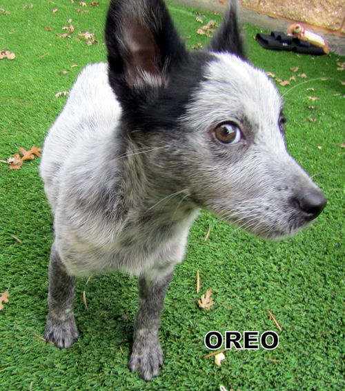 Oreo (Puppy)