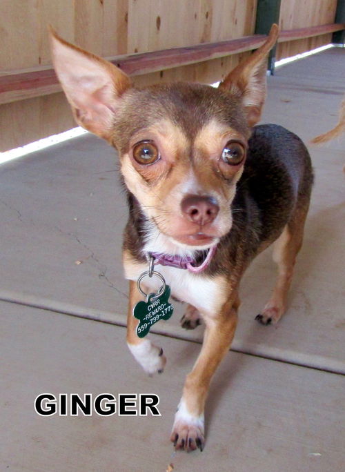 Ginger