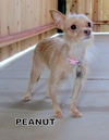 Peanut