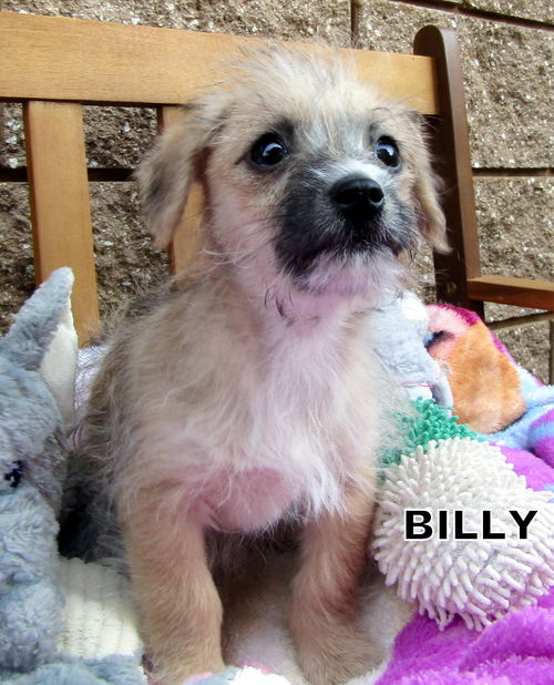 Billy (Puppy)