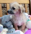 Billy (Puppy)