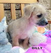 Billy (Puppy)