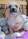 Billy (Puppy)