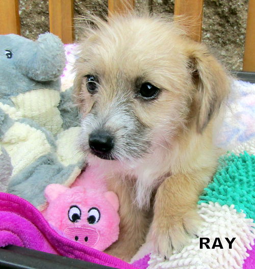 Ray (Puppy)