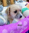 Ray (Puppy)