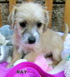 Ray (Puppy)