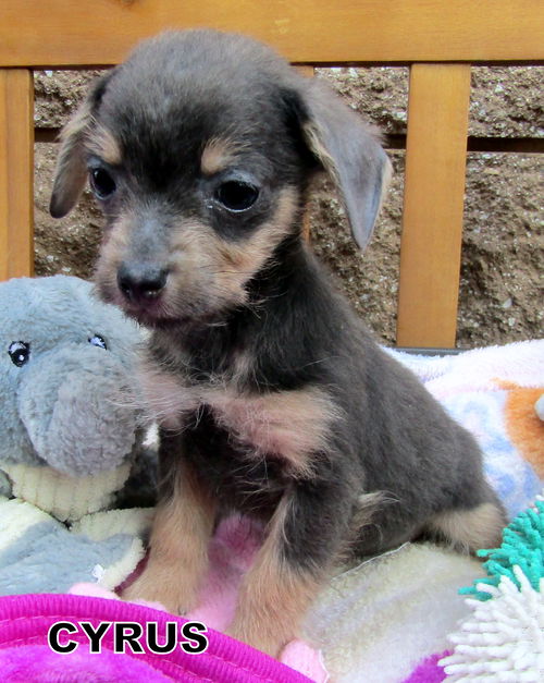 Cyrus (Puppy)