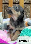 Cyrus (Puppy)