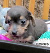 Cyrus (Puppy)