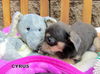Cyrus (Puppy)
