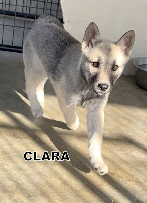 Clara (Puppy)