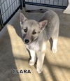 Clara (Puppy)