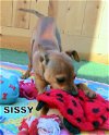 Sissy (Puppy)