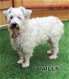 Bailey (Ritzy)