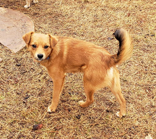 Copper
