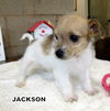 Jackson (Puppy)