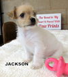 Jackson (Puppy)