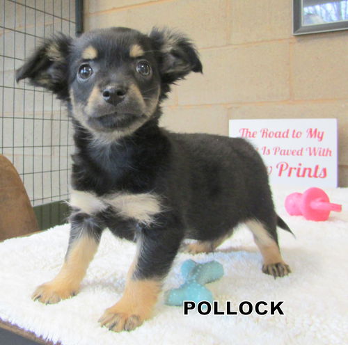 Pollock (Puppy)