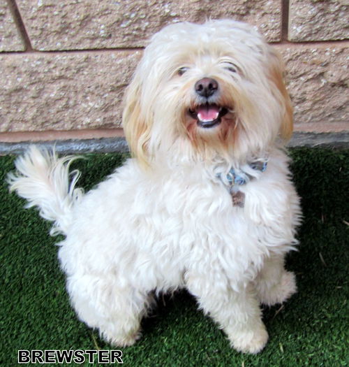 Brewster (Ritzy)