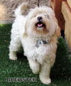 Brewster (Ritzy)