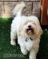 Brewster (Ritzy)