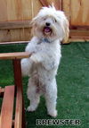 Brewster (Ritzy)