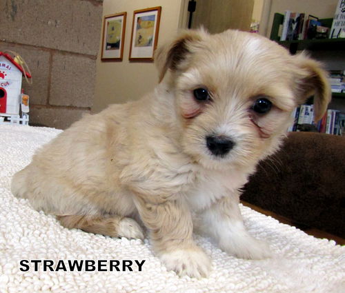 Strawberry (Posh Puppy)