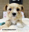 Strawberry (Posh Puppy)