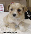 Strawberry (Posh Puppy)