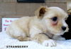 Strawberry (Posh Puppy)