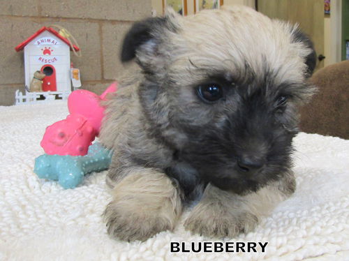 Blueberry (Posh Puppy)