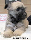 Blueberry (Posh Puppy)