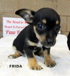Frida (Puppy)