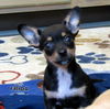 Frida (Puppy)