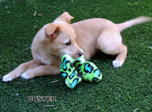 Buster (Puppy)
