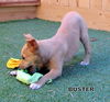 Buster (Puppy)