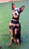 Jedda