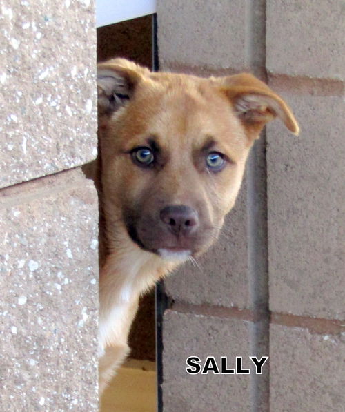 Sally (Puppy)