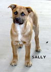 Sally (Puppy)