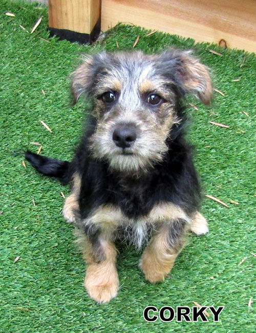 Corky (Puppy)