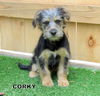 Corky (Puppy)
